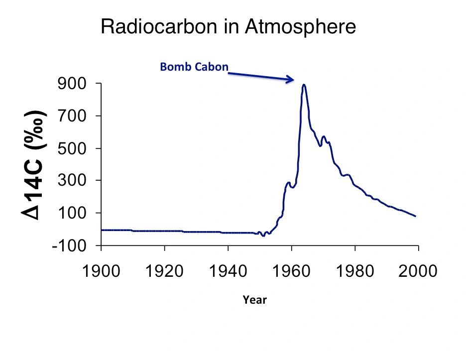 Chart: atmospheric radiocarbon (Δ14C) from 1900 to 2000, with the 'bomb carbon' spike in the early 1960s